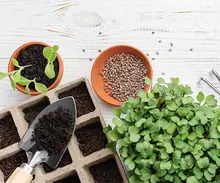 ¡Manos a la tierra, es hora de empezar tu huerta en casa!