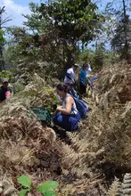 Jornada de siembra de árboles