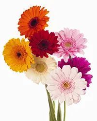 Gerberas