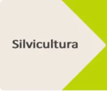 Induguadua_silvicutura