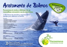 p_Feco_Ballenas